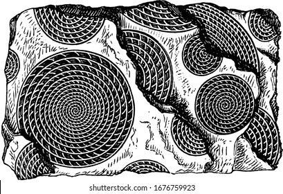 Fossil Foraminifera (Nummulites) in limestone; a large lenticular fossil, characterized by its numerous coils, subdivided by septa into chambers, vintage line drawing or engraving illustration.