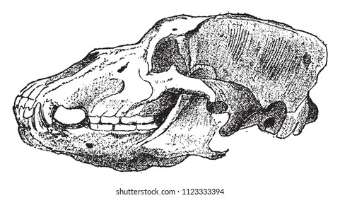 Cabeza fósil de Osos Cueva, ilustración vintage grabada. De la creación natural y los seres vivos.