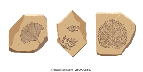 Fossil Leaf of ancient plant. Archeologic icon. Prehistoric flora cartoon fossil. Evolution vector illustration. Stone with fern, ginkgo. Historic museum art. Vintage archaeologic ancient plant