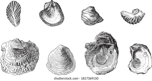 Fossil oyster, From the Dictionary of Word and Things, 1888.