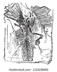 Fossil remains of a bird, Archaeopteryx lithographica of lithographic limestone of Solehofen, vintage engraved illustration. From Natural Creation and Living Beings.
