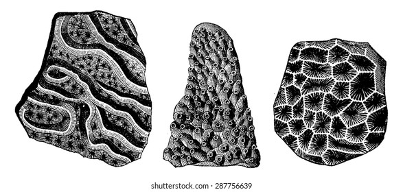 Fossil remains of corals living in France at the age Jurassic, vintage engraved illustration. Earth before man  1886.