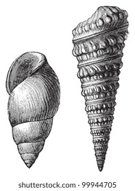 Fossil shell - Macrocheilus subcostatus (left) and Murchisonia bigranuloas (right) / vintage illustration from Meyers Konversations-Lexikon 1897