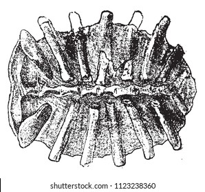 Fossil shell turtle Trionyx, vintage engraved illustration. From Natural Creation and Living Beings.