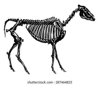 Fossil skeleton of a hipparion, probable ancestor of the horse, vintage engraved illustration. Earth before man - 1886.