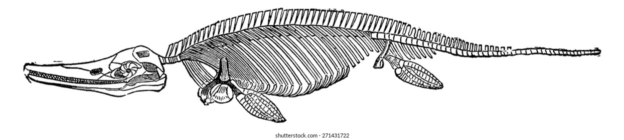 Fossil skeleton of the ichthyosaur, vintage engraved illustration. Earth before man.