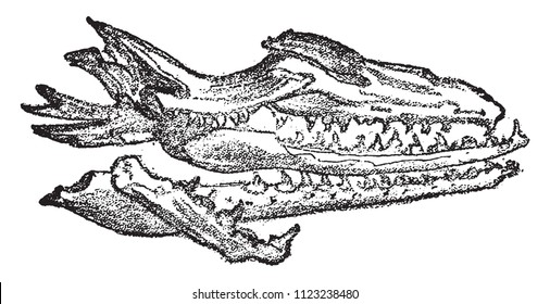 Fossil skull of the Mosasaur of Maastricht, vintage engraved illustration. From Natural Creation and Living Beings.
