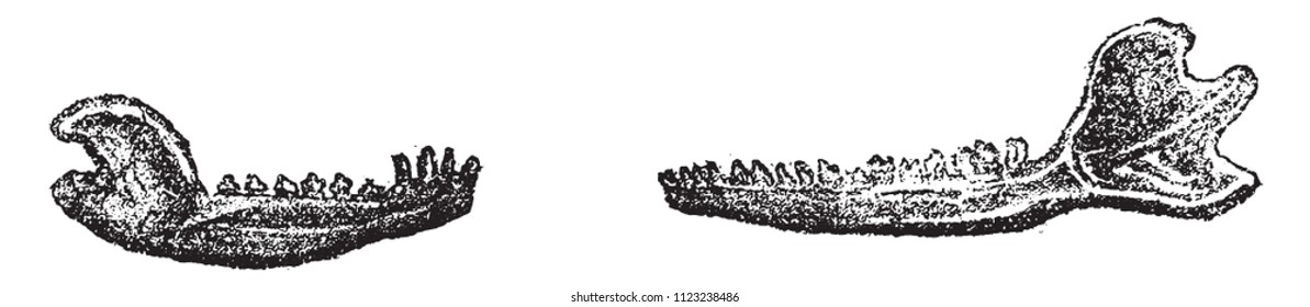 Fossil tools of the carnivorous mammals of the oolite, vintage engraved illustration. From Natural Creation and Living Beings.