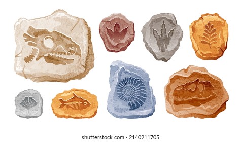 Fossil vector  Archeologic