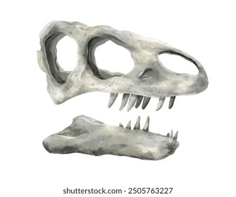 Fossilised skull of a predatory dinosaur isolated on white. Tyrannosaurus Rex.