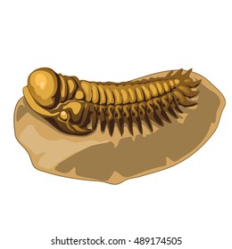 Fossilized prehistoric trilobite on isolated white background. Vector illustration.
