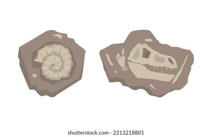 Fossils of dinosaurs skeleton and snails shells set. Sections with bones of prehistoric creatures cartoon vector illustration