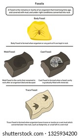 Fossils infographic diagram including body mold cast and trace fossils showing how organism lived long time ago form them in nature from mud to rock and differences for geology science education