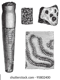 Fossils (Silurian And Cambrian Period) / Vintage Illustration From Meyers Konversations-Lexikon 1897