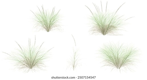 Fountain grass isolated on white background, tropical trees isolated used for architecture