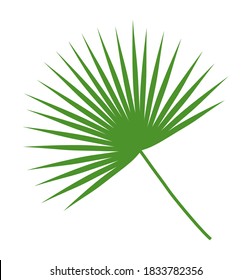 Fountain palm leaf. Isolated on white background. Vector illustration.