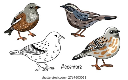 Four accentor birds drawn on a white background. These small birds have thin, sharp beaks and gray plumage with brown and black spots for camouflage. Hand-drawn vector illustration on a bird theme.
