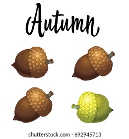 Four acorns isolated on white background. Vector