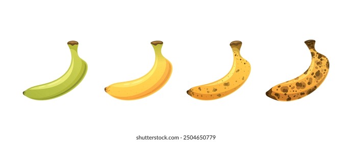 Four Bananas At Different Stages Of Ripeness, Starting From Green And Unripe, Progressing To Fully Yellow And Ripe