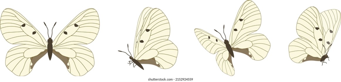 Four beautiful colorful bright multi-colored tropical butterflies with spread wings and in flight, isolated on a white background