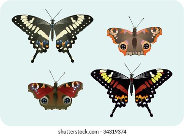 Four beautiful  & colorful butterflies