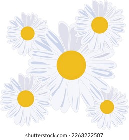 four of beautiful daisy flower 