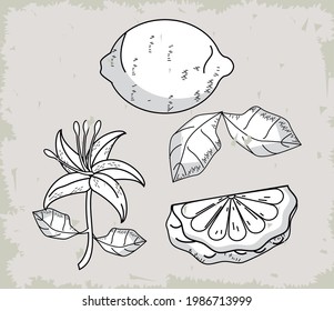 four bergamot sketch set icons