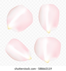 Four big Roses petals vector isolated on transparent background. Beautiful set of pink white flower elements.