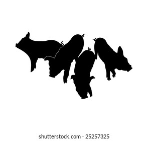 Four black Pig's silhouettes on white background. vector