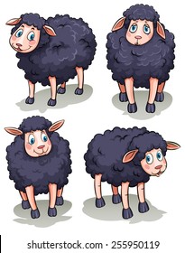 Four black sheep on a white background