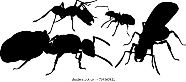 Four black silhouettes of ants on white background	