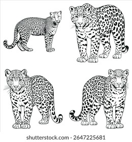 Quatro ilustrações de leopardo preto e branco de pé e posando graciosamente em diferentes posições contra um fundo branco, representações artísticas de animais