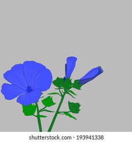 Four blue flower Lavater. 