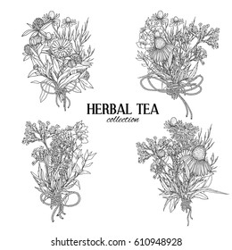 Four bouquets composed of medicinal herbs and flowers, herbal tea, rope bows, vintage sketch vector illustration