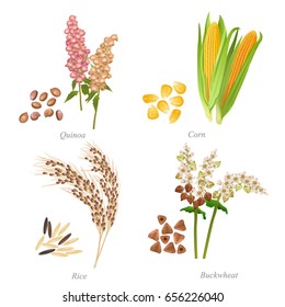 Four cereals in form of grains and ears / There are quinoa, corn, rice and buckwheat
