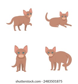 Four charming illustrations of a sphynx cat showcasing different stances and expressions