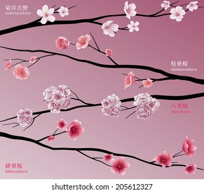 four cherry blossoms