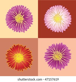 Four Chrysanthemums. Floral set of vector chrysanthemums for web or other design.