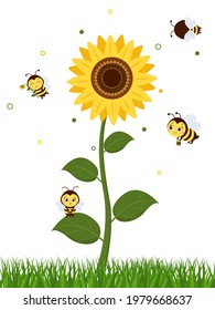 Four cute bees fly to the sunflower to collect nectar. Vector, cartoon style