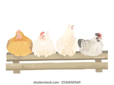 Cuatro lindas gallinas de dibujos animados, pollo sentado en un gallinero. Vector divertido ilustración de aves de corral aislado en blanco.