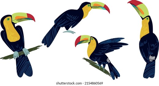 Four cute toucans, hand drawn vector set of illustrations