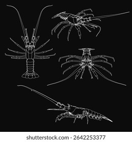 Four detailed lobster sketches on a black background, each with unique shapes and sizes. The white outlines contrast sharply against the dark backdrop, highlighting intricate details.