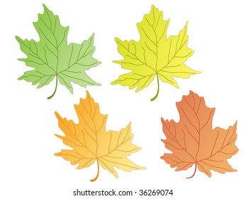 four different autumn leaves. vector
