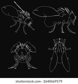 Four different drawings of a fly. The drawings are all in black and white. The first drawing shows the fly's head and body, while the other three drawings show the fly's legs
