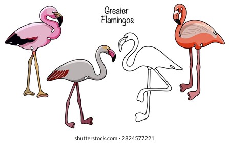 Four different flamingos are hand-drawn. A large, slender bird with very long legs, a curved neck, and a downward-curved beak. Its plumage ranges from pale pink to bright pink or reddish. 