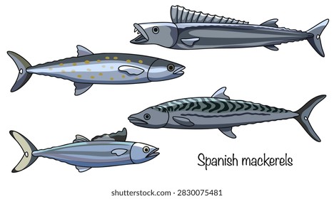 Four different mackerel are hand-drawn. A slender marine fish with an elongated body, a pointed head, and a forked tail. A silvery fish. Spanish mackerels.