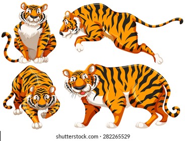 Four different positions of single tiger