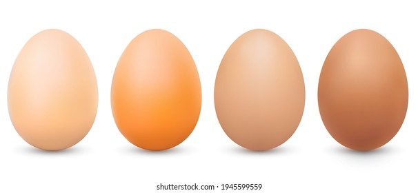 Four different tone brown eggs. Realistic chicken brown eggs with shadow. Closeup 3d whole hen eggs isolated on white background. Vector illustration EPS10