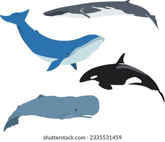 cuatro tipos diferentes de ballenas ilustran vectores planos. ballena esperma, ballena fina, ballena azul y orca.