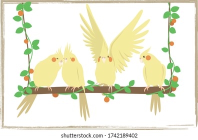 Four different yellow lutino cockatiel bird (Nymphicus hollandicus) stay on a wooden made swing with vine have orange fruit. Bird has blush.